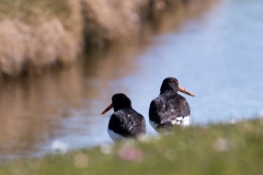 Terschelling-07