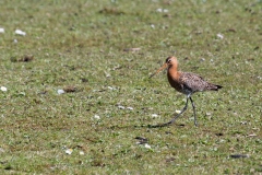 Terschelling-08